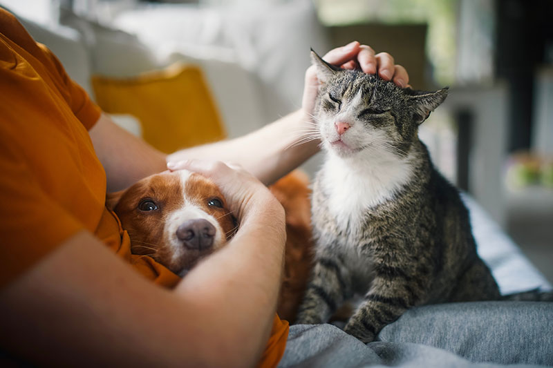 Dog and Cat Care Dog and Cat Veterinary Care