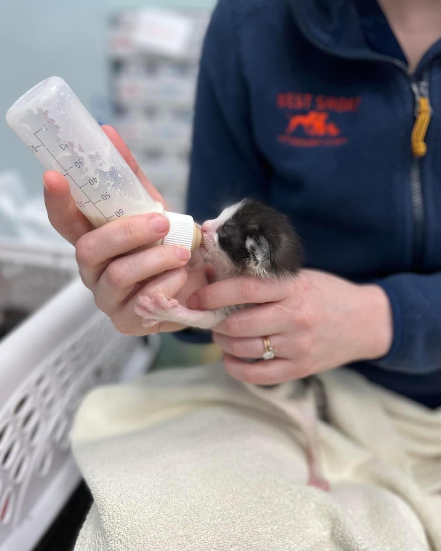 Feeding Newborn Kitten Feeding Newborn Kitten