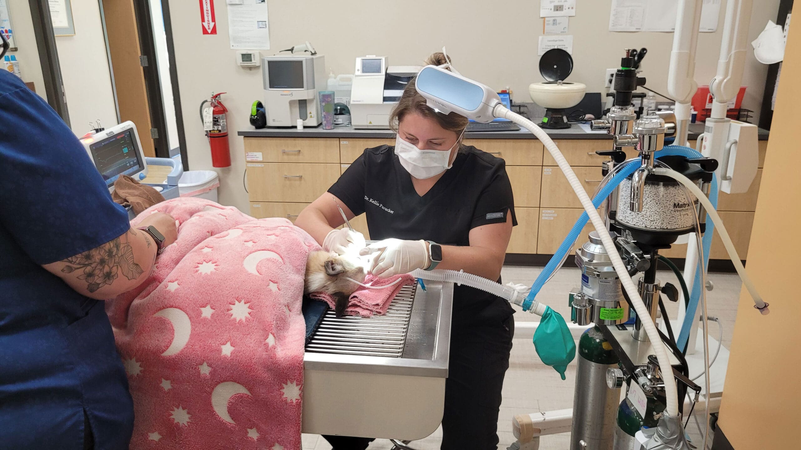 Dr Kellie Canine Dental Cleaning Dr Kellie Canine Dental Cleaning