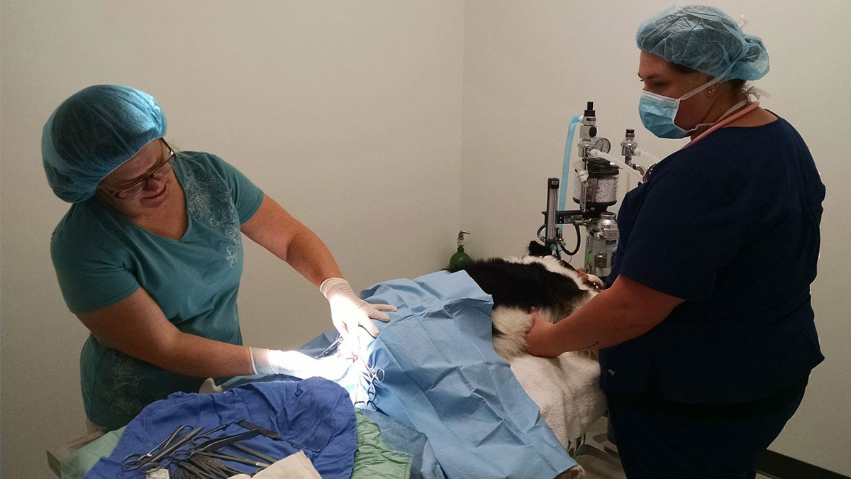 Dr Heidi and Shelby in Surgery Dr Heidi and Shelby in Surgery